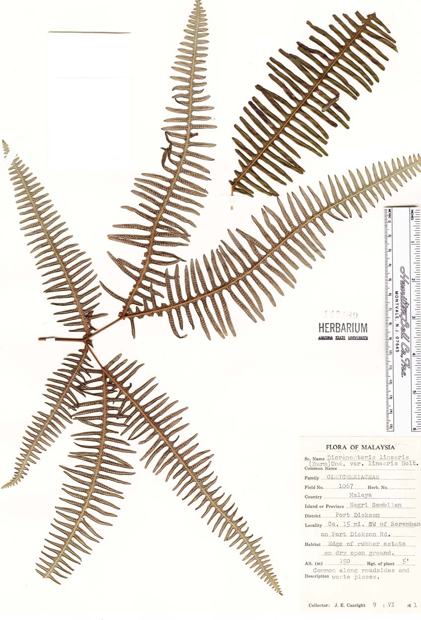 Gleicheniaceae image