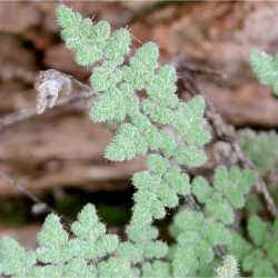 Image of Cheilanthes parryi