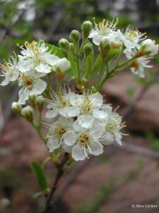 Image of Prunus emarginata
