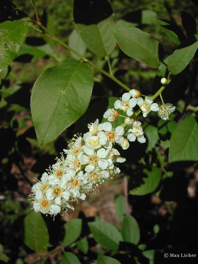Rosaceae image