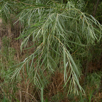 Image of Salix exigua