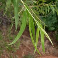 Image of Salix gooddingii