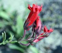 Image of Gambelia speciosa