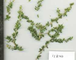 Image of Lycium californicum
