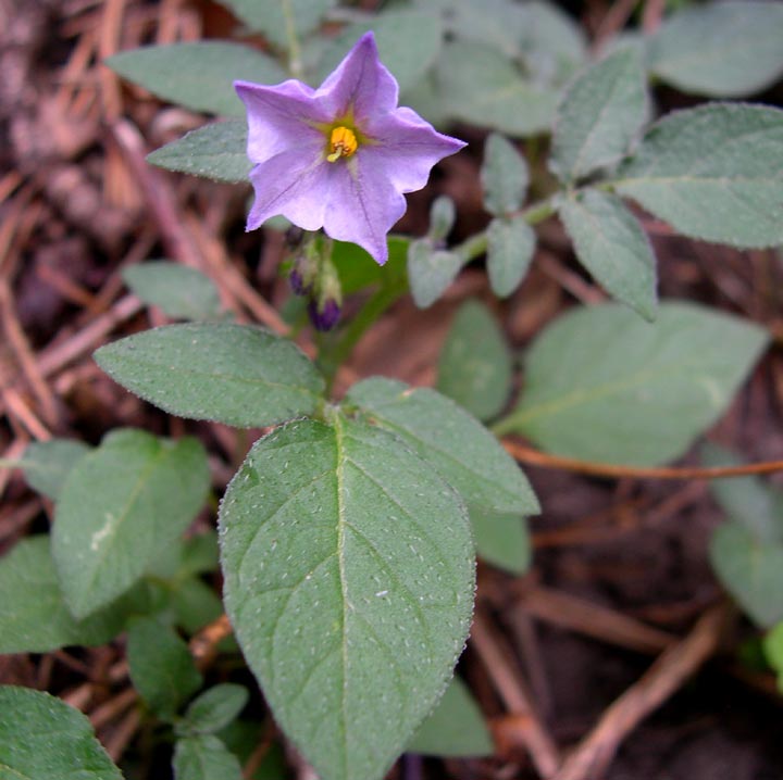 Solanum image