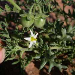 Image of Solanum triflorum