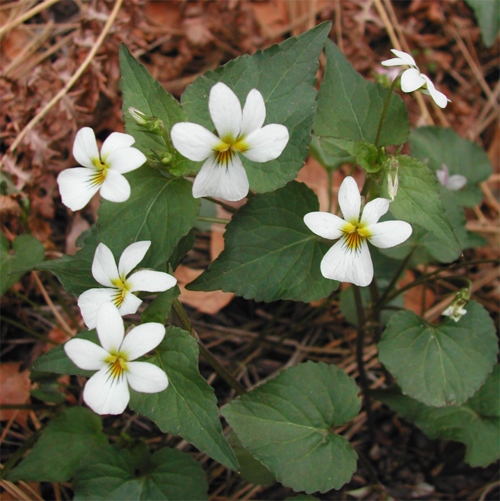Violaceae image