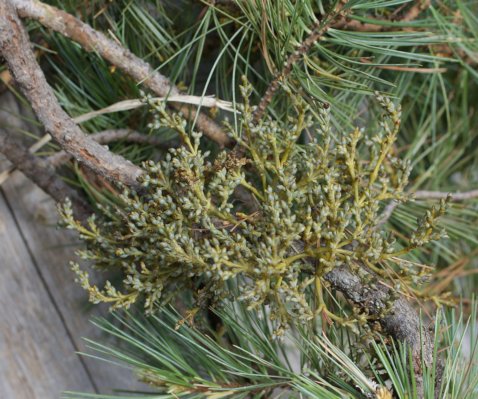 Arceuthobium campylopodum subsp. apachecum image