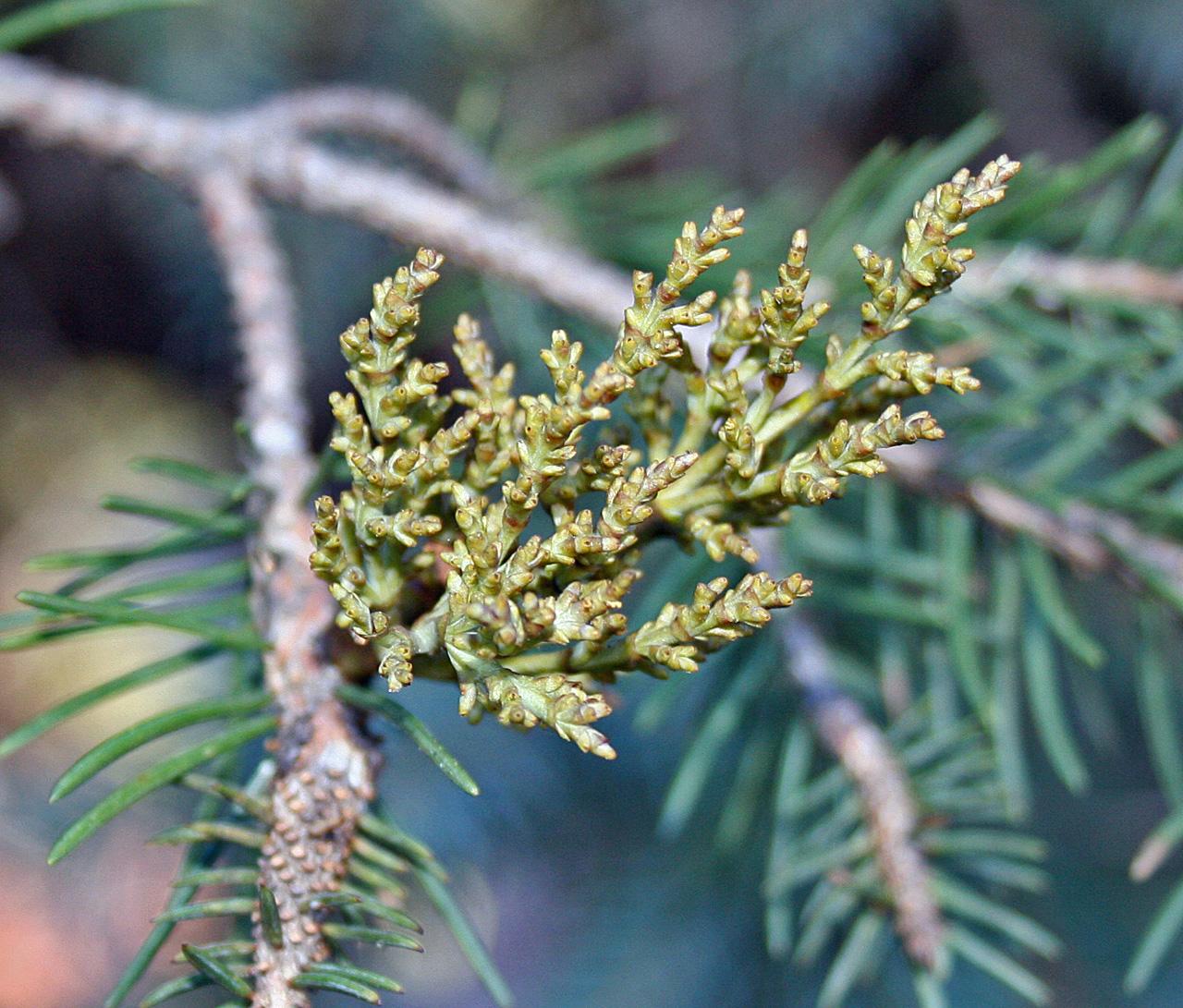 Arceuthobium campylopodum subsp. microcarpum image