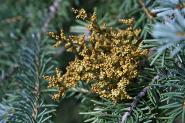 Arceuthobium campylopodum subsp. abietinum image