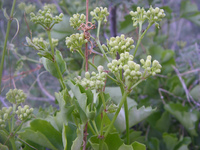 Image of Cissus trifoliata