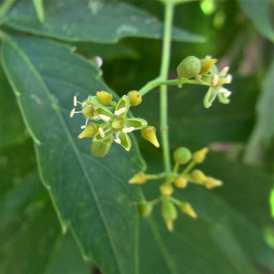 Vitaceae image