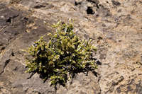 Apacheria chiricahuensis image