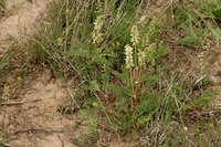 Image of Astragalus bisulcatus