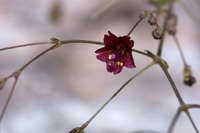 Image of Boerhavia gracillima