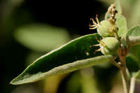 Image of Croton fruticulosus