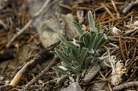 Image of Oreocarya flavoculata