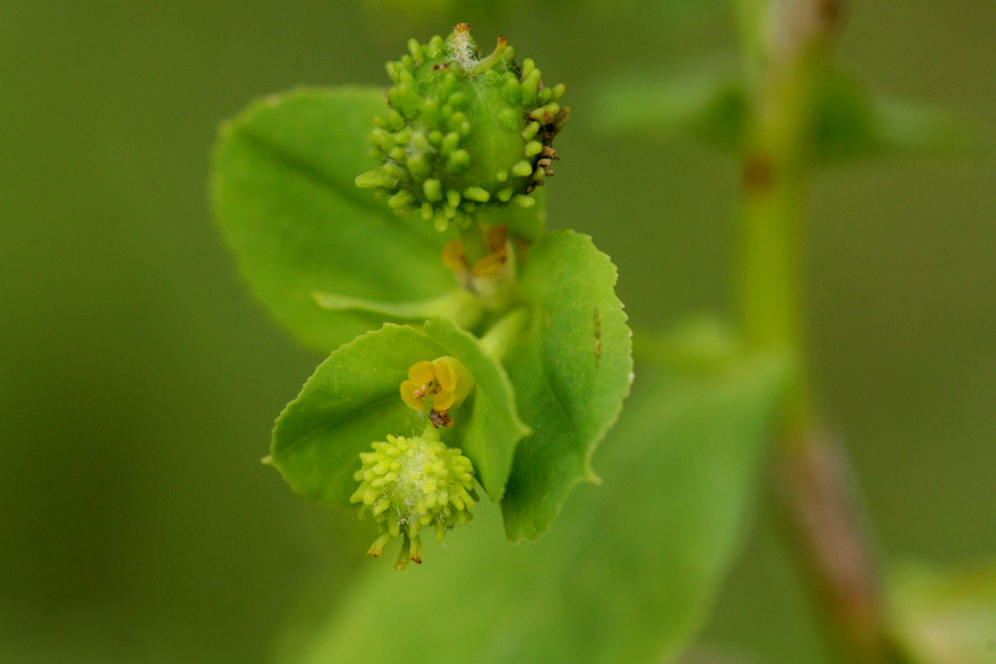 Euphorbia alta image