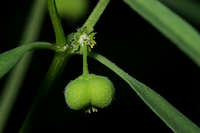 Image of Euphorbia bilobata