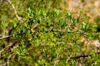 Image of Forestiera pubescens