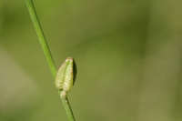 Oenothera hexandra image