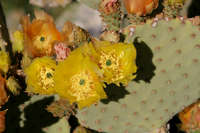 Image of Opuntia rufida