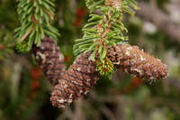 Image of Pinus longaeva