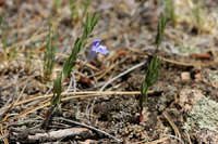 Image of Scutellaria brittonii