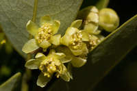Image of Umbellularia californica