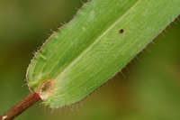 Brachiaria arizonica image