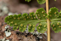 Image of Woodsia cochisensis