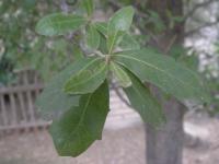 Image of Quercus fusiformis