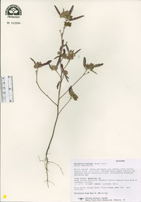 Image of Malvastrum hispidum