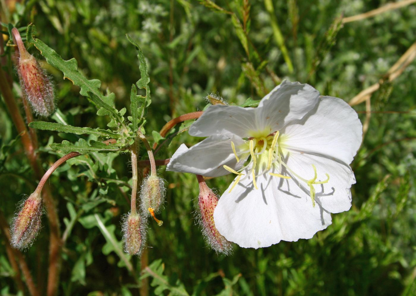 Onagraceae image