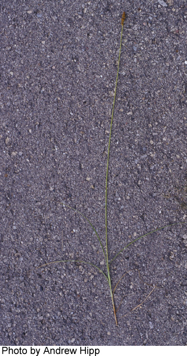 Carex annectens image