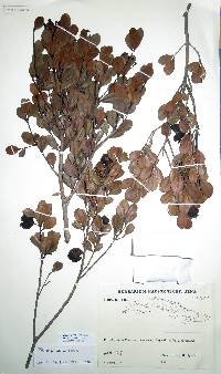 Psidium parvifolium image