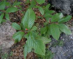 Image of Frangula betulifolia