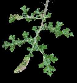 Image of Solanum heterodoxum