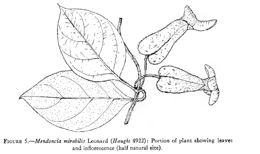 Mendoncia mirabilis image