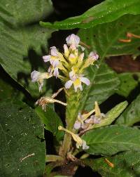 Image of Aphelandra rosulata