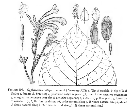 Cyphacanthus image