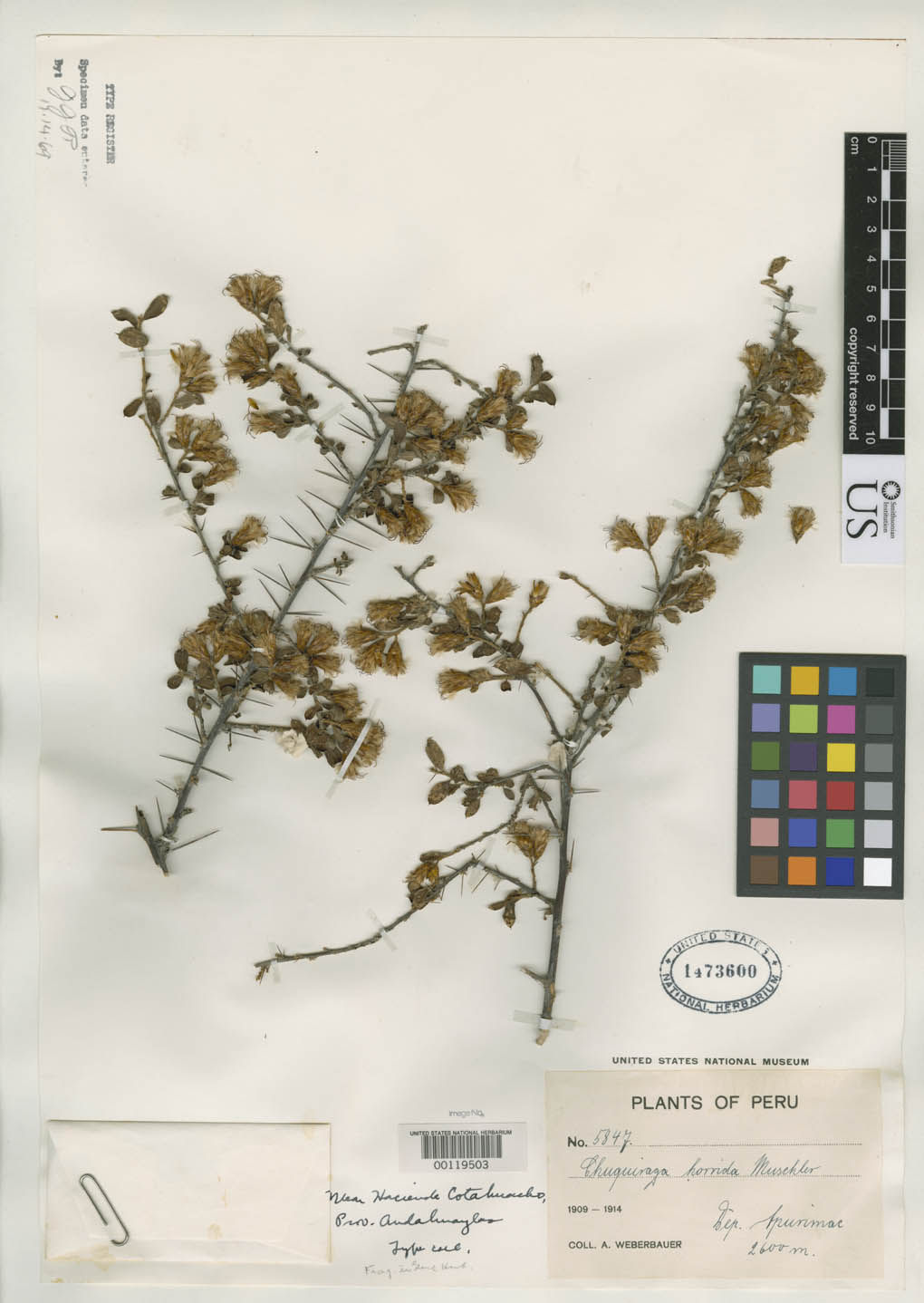 Dasyphyllum image