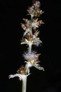 Image of Gamochaeta purpurea