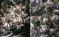 Image of Diplostephium floribundum