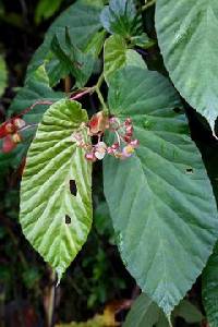 Image of Begonia consobrina