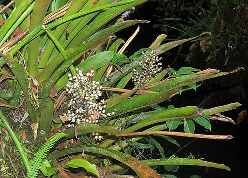 Aechmea angustifolia image