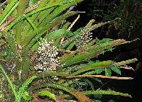 Image of Aechmea angustifolia
