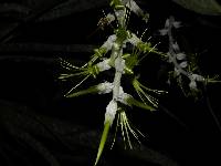 Billbergia macrolepis image