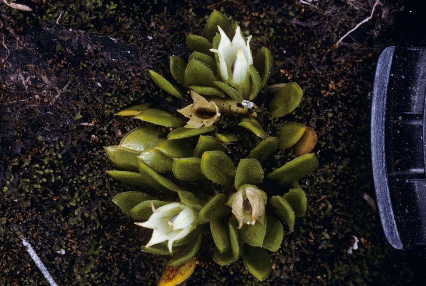 Lysipomia oellgaardii image