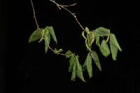 Image of Acalypha angustifolia